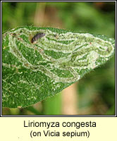 Liriomyza congesta