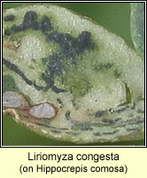 Liriomyza congesta