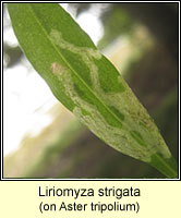 Liriomyza strigata