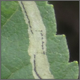 Phytomyza eupatorii