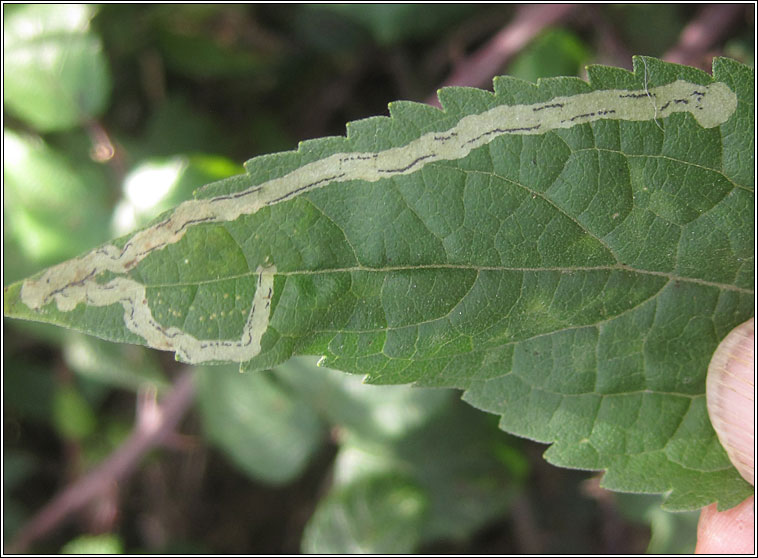 Phytomyza eupatorii