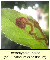 Phytomyza eupatorii 