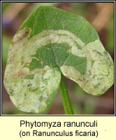 Phytomyza ranunculi