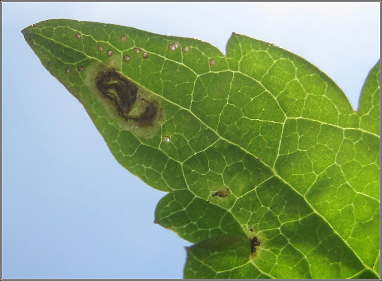 Phytomyza vitalbae or fulgens