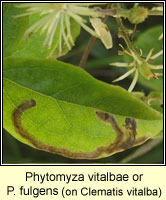 Phytomyza vitalbae or fulgens