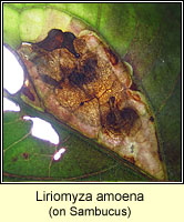 Liriomyza amoena