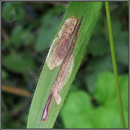 Chromatomyia milii Q