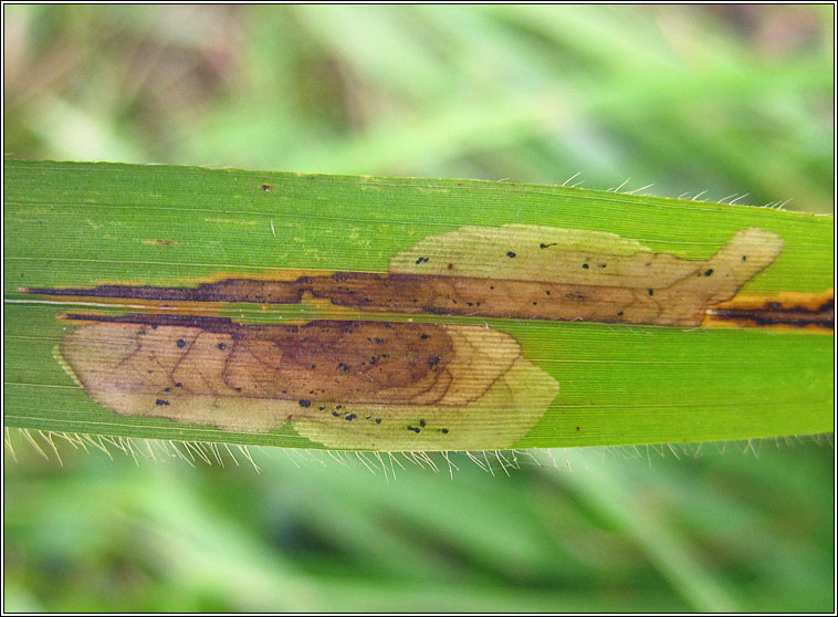 Chromatomyia milii Q