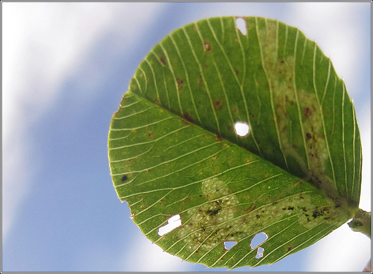 Agromyza frontella, Alfalfa blotch leafminer