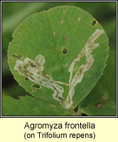 Agromyza frontella, Alfalfa blotch leafminer