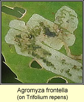 Agromyza frontella, Alfalfa blotch leafminer