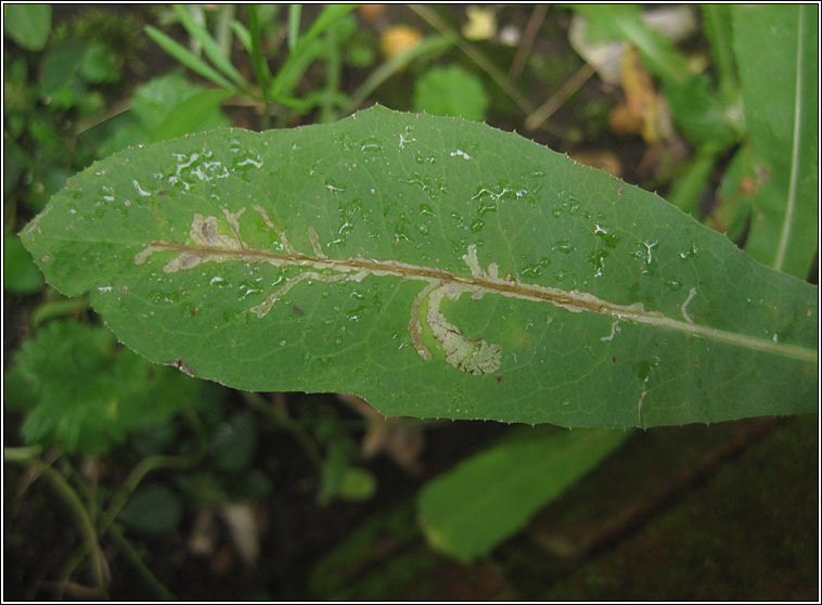 Ophiomyia beckeri