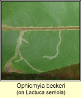 Ophiomyia beckeri