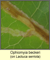 Ophiomyia beckeri