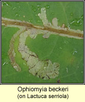 Ophiomyia beckeri