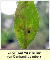 Liriomyza valerianae