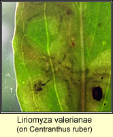 Liriomyza valerianae