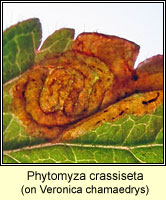 Phytomyza crassiseta