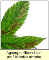 Agromyza filipendulae