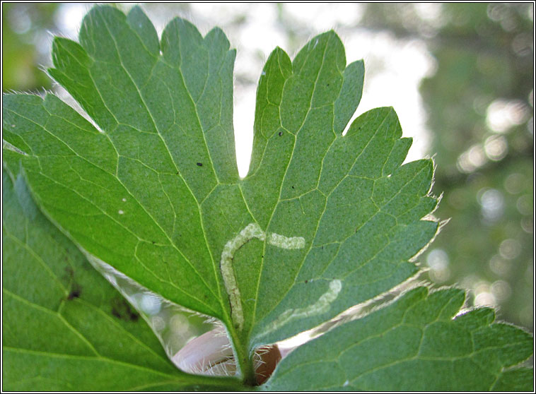 Phytomyza stolonigena