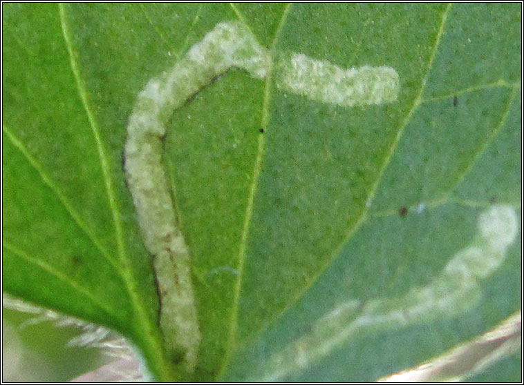 Phytomyza stolonigena