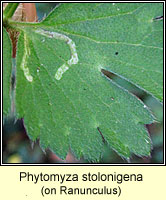 Phytomyza stolonigena