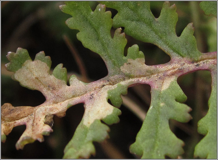 Phytomyza pedicularifolii