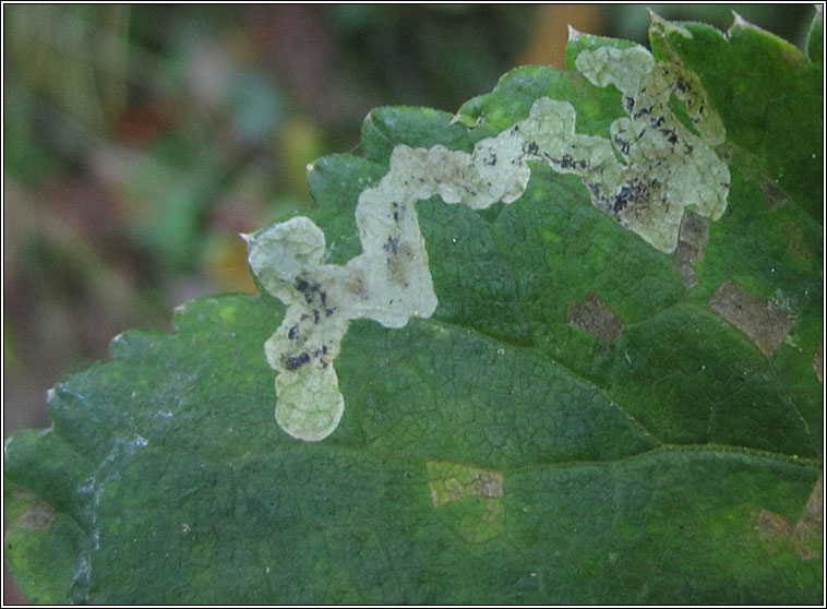 Phytomyza angelicastri or archangelicae