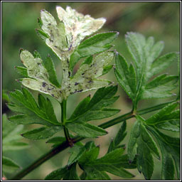 Phytomyza chaerophylli