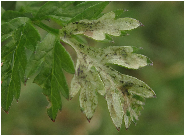 Phytomyza chaerophylli