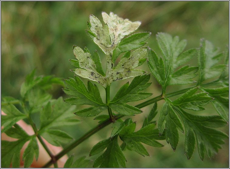 Phytomyza chaerophylli