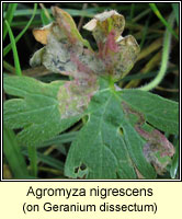 Agromyza nigrescens