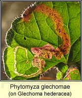 Phytomyza glechomae