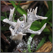 Candle-snuff fungus, Xylaria hypoxylon