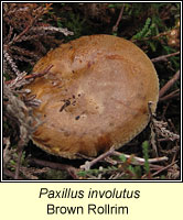 Paxillus involutus, Brown Rollrim