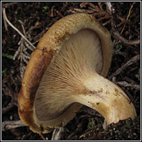 Brown Rollrim, Paxillus involutus