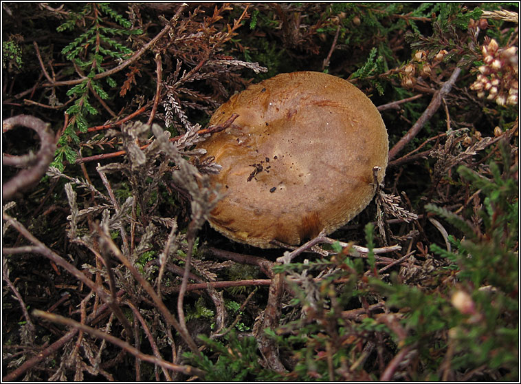 Brown Rollrim, Paxillus involutus