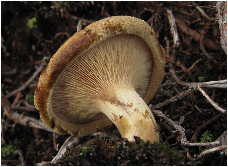 Brown Rollrim, Paxillus involutus