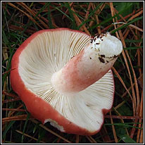 Bloody Brittlegill, Russula sanguinaria