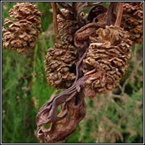 Alder-tongue gall, Taphrina alni