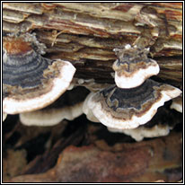 Turkey Tail, Trametes versicolor