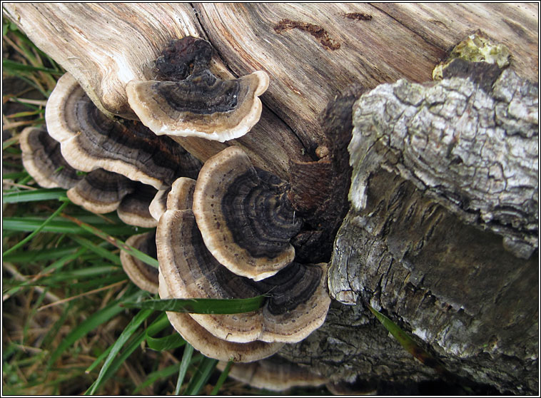 Turkey Tail, Trametes versicolor