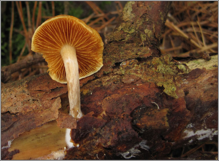 Common Rustgill, Gymnopilus penetrans