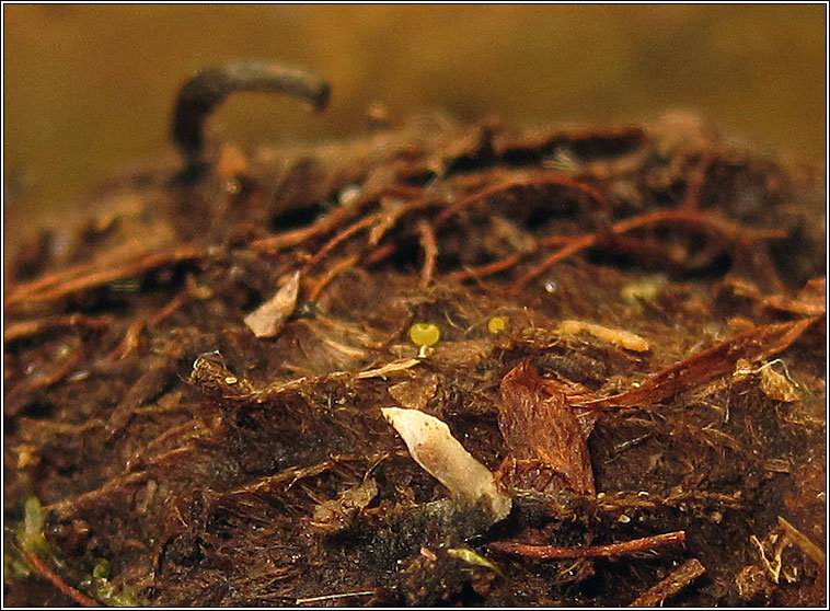 Xylaria carpophila, Beechmast Candlesnuff