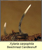 Xylaria carpophila, Beechmast Candlesnuff