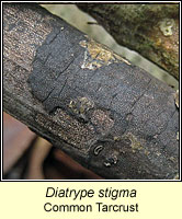 Diatrype stigma, Common Tarcrust