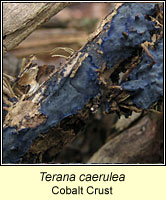 Terana caerulea, Cobat Crust