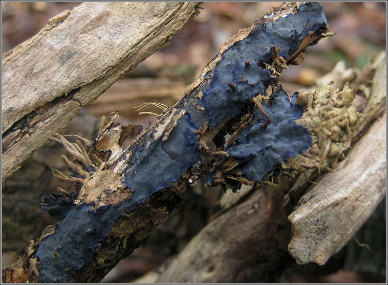 Terana caerulea, Cobalt Crust