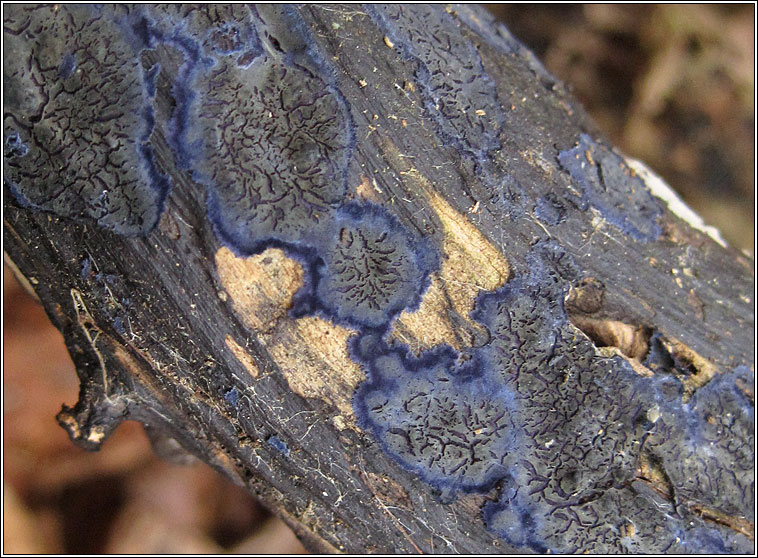 Terana caerulea, Cobalt Crust