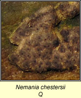 Nemania chestersii